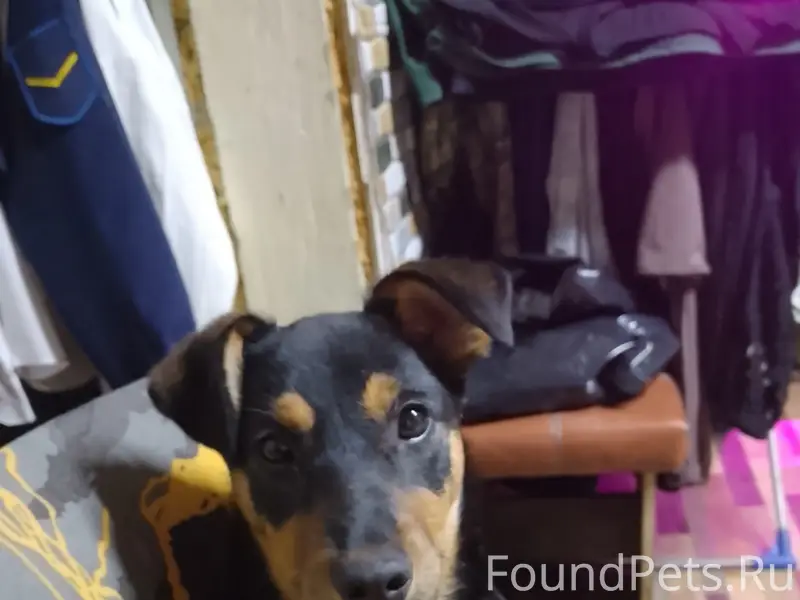 Пропала девочка щенок, р-н Козловка