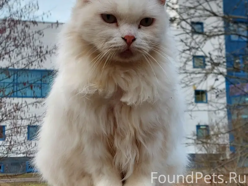 Пропала кошка Снежинка, Выборг