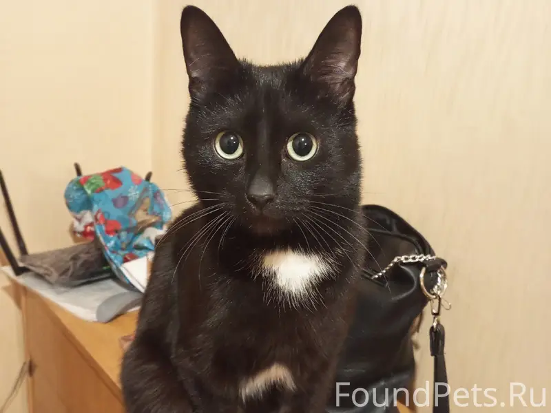 Пропал кот Мотя, Тополиная 23