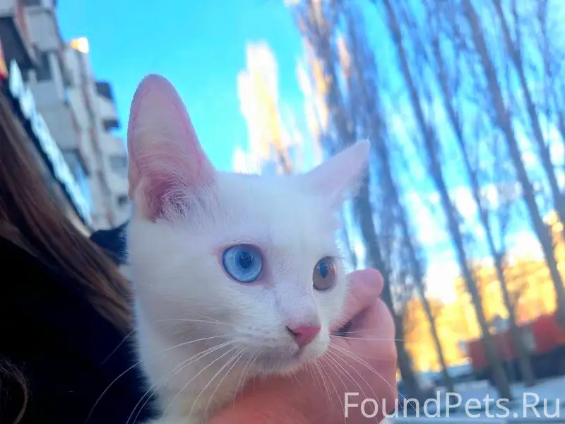 Найден котёнок, Московский проспект