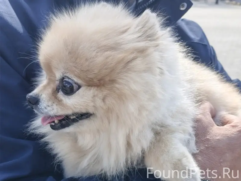 Пропала собака, возле кинотеатра Крым