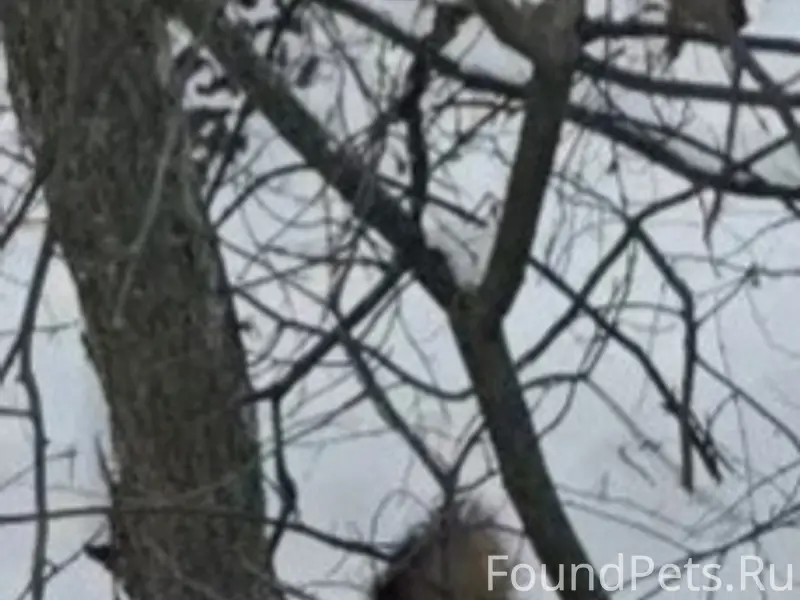 Пропали лайки, д. Зорино