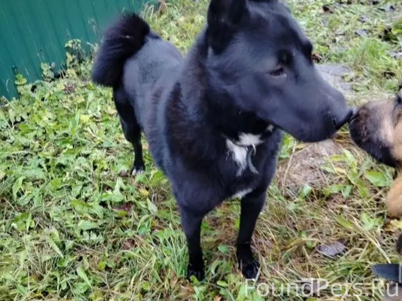 Пропала чёрная лайка, без местоположения