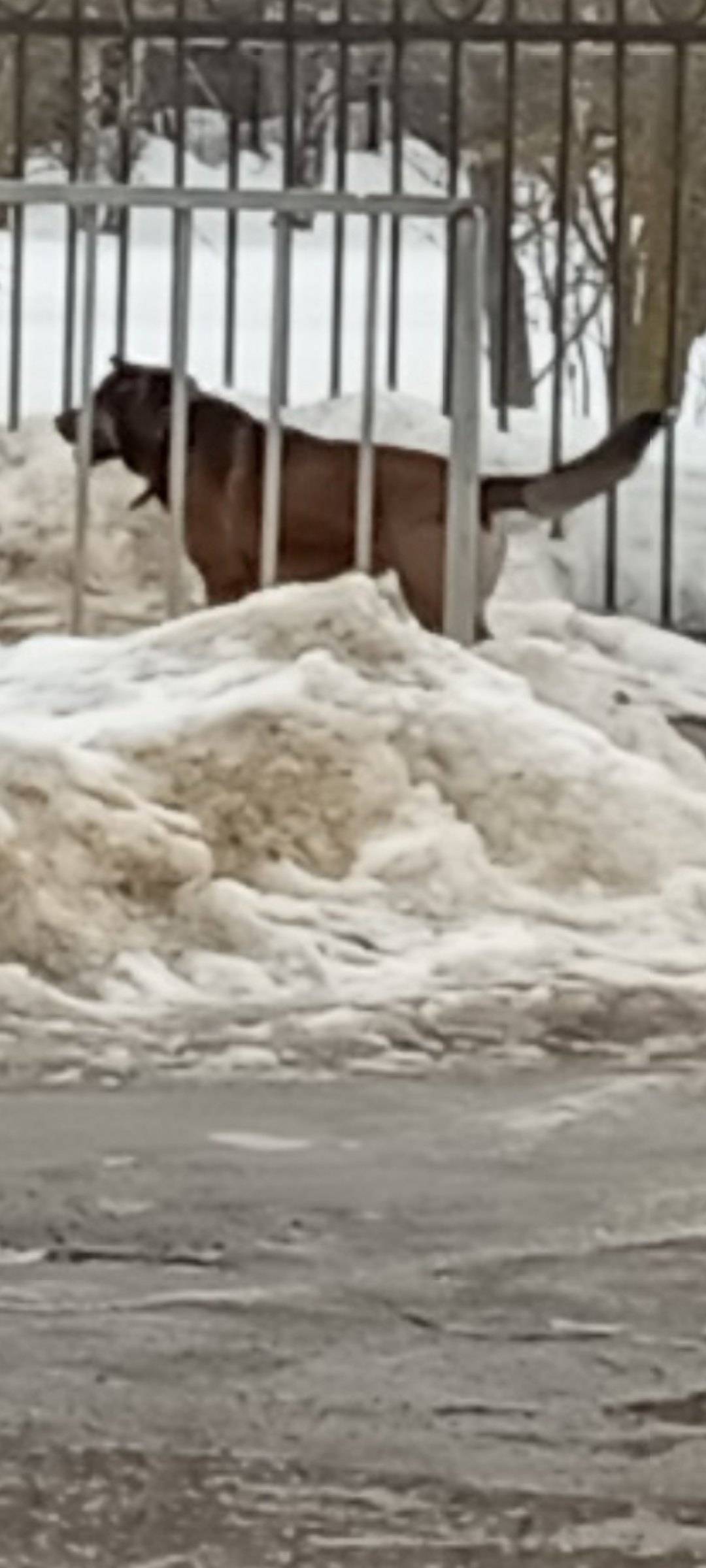 Пропал коричневый пёс в ошейнике, Яхрома