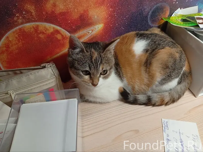 Пропала кошка Буся, ул. Свободы