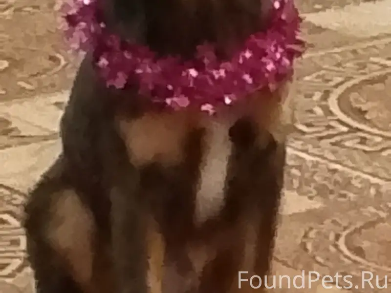 Пропал щенок Арчи