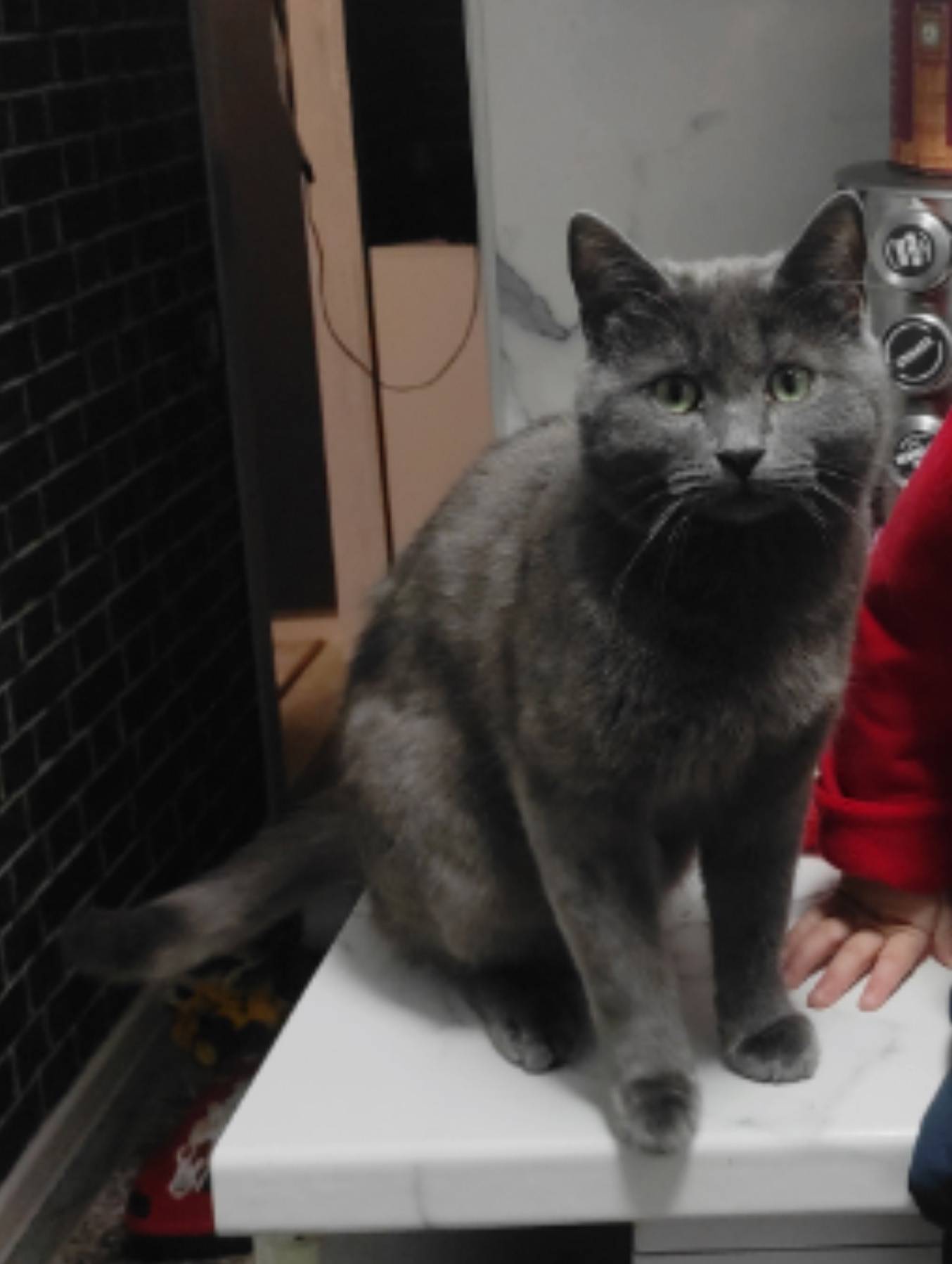 Пропал кот Марсик, Куровское