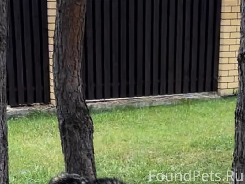 Пропал пёс Веня, КП «Берёзки»