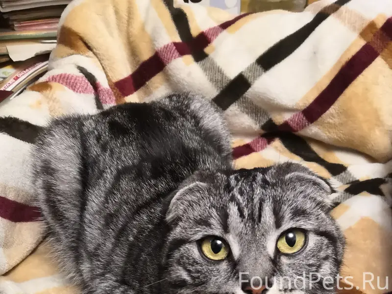 Пропала шотландская вислоухая кошка, Приокский