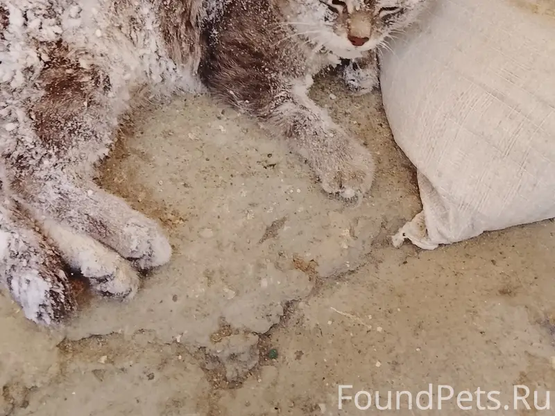 Найден кот в жёлтом ошейнике, Победы 27