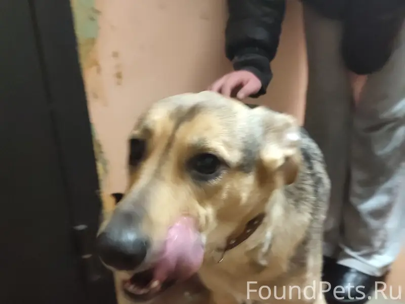 Найден молодой пёс, с ошейником