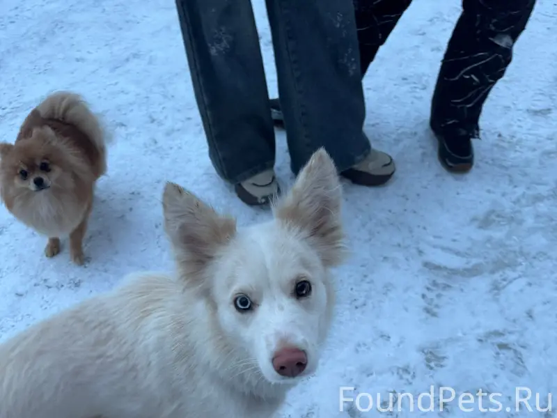 Найденна собака, улица Василисина