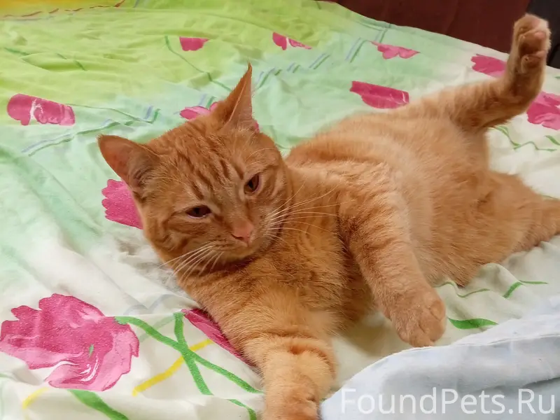 Пропал кот, свяжитесь по телефону 89813509784