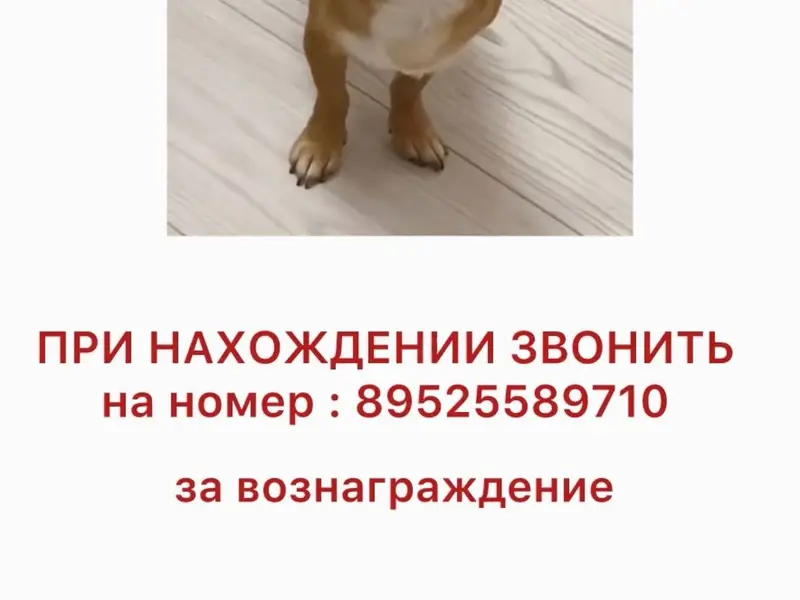 Пропала собака, [место не указано]