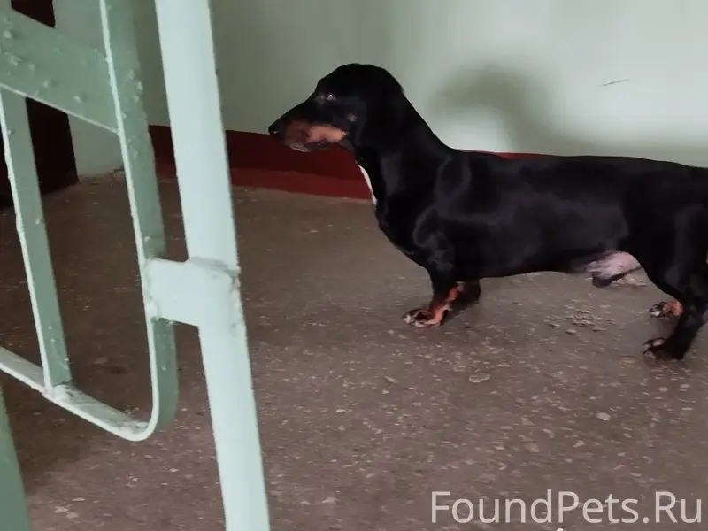 Пропала собака, Машиностроительная дом 26