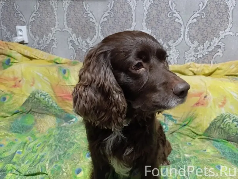 Пропал пёс Риф, Северный