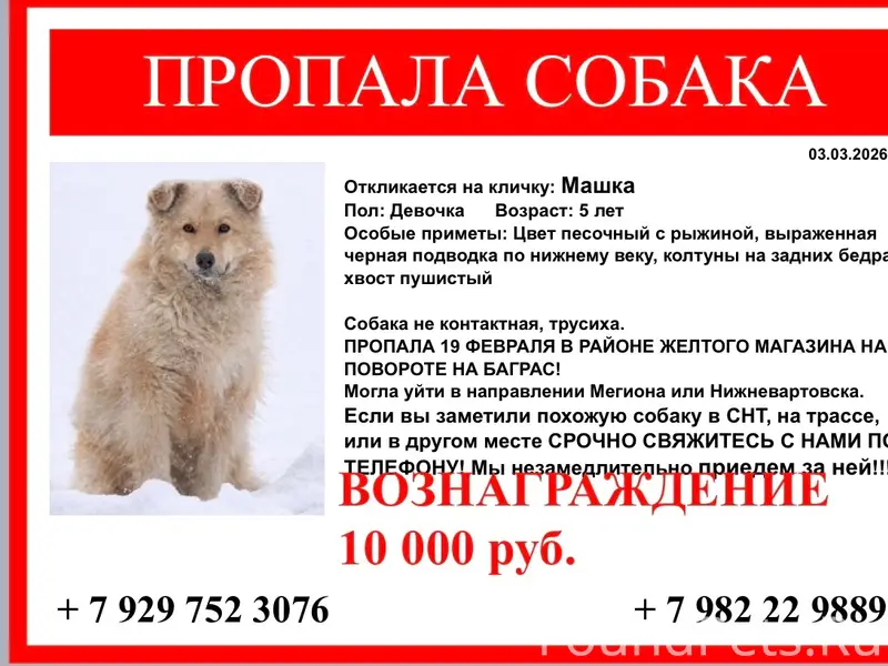 Пропала собака Машка
