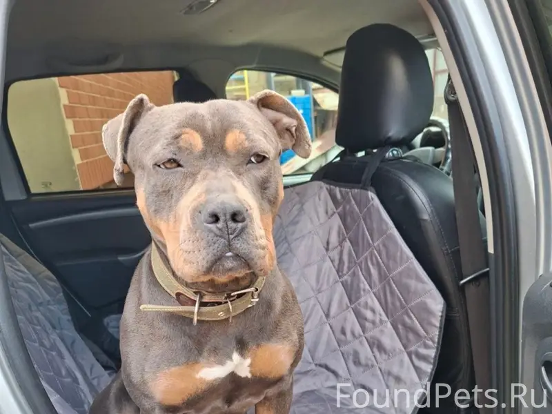 Найден тип собака, район Абдала, Симферополь