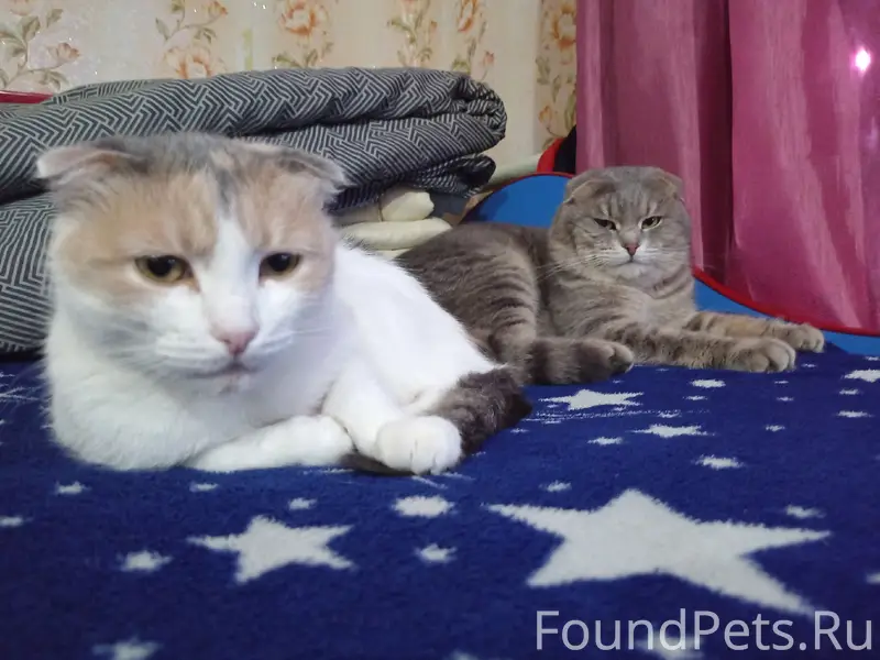 Пропал серый кот Марсик, Безбородовка