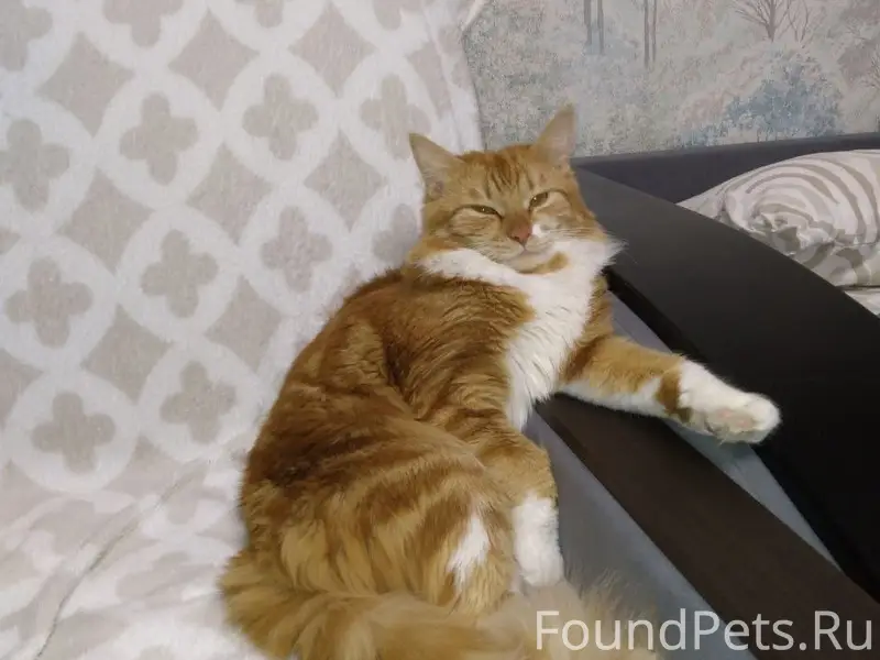 Пропал рыжий кот, Южный район