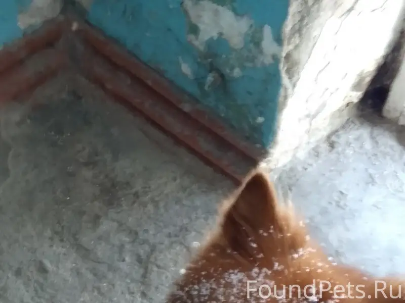 Пропал пёс Миха, район спутника