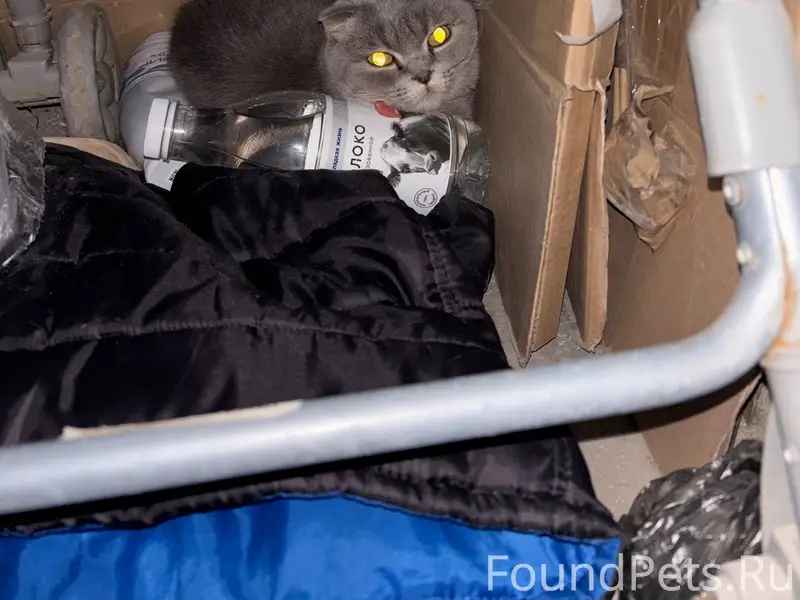 Найден кот, Прыгунова (Автозавод)