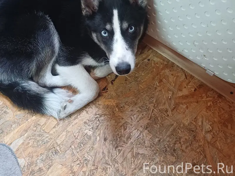 Найден пёс чёрно-белого окраса, Подгорная ул.