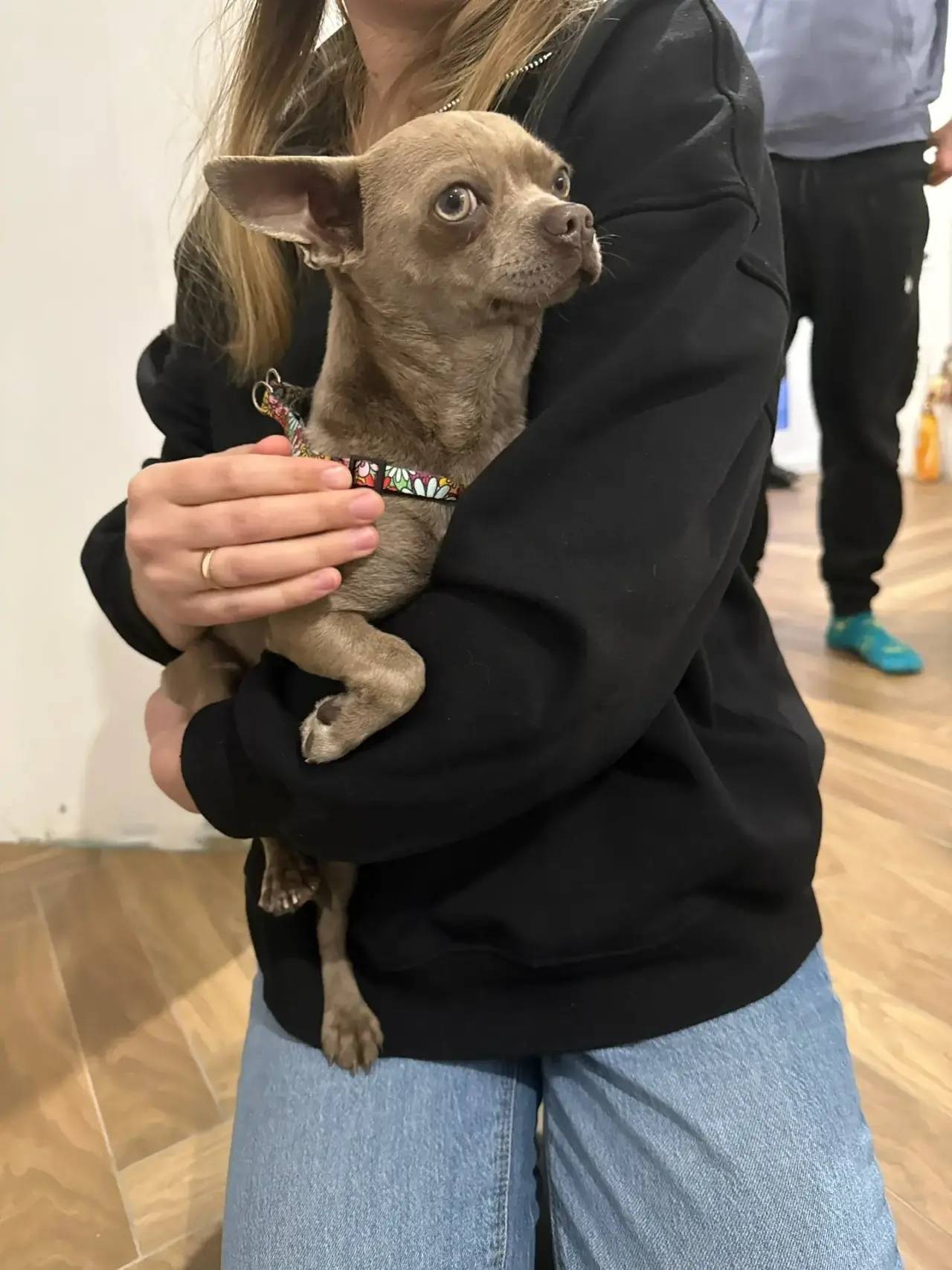 Найден тип собака, Секиотово