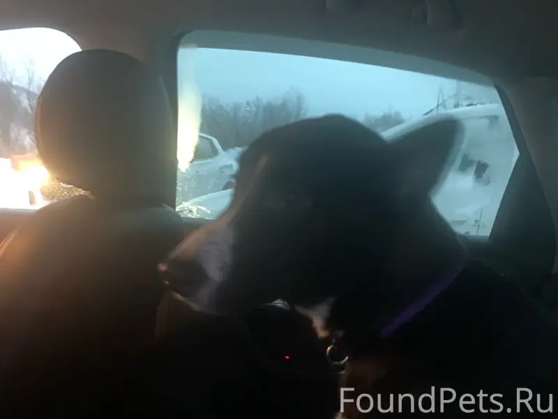 Найден щенок, Верхне-Ростинское шоссе