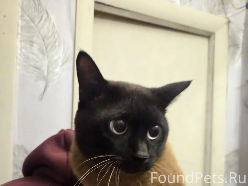 Найден кот, ул. Бестужевская