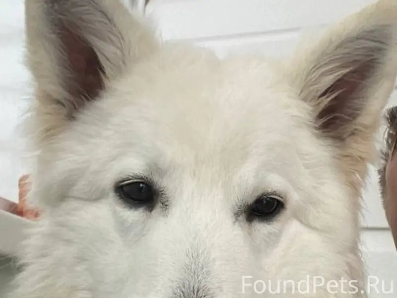 Пропала бшо Стелла, Нарофоминский район