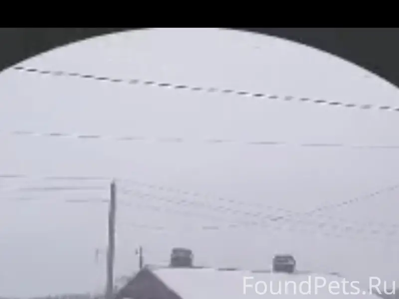 Пропал кобель с ошейником, откликается на кличку Чёрный, деревня Николаевка