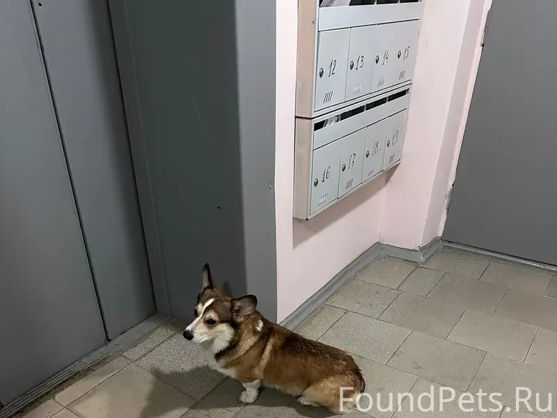 Найден корги, 23 микрорайон (МЖК)