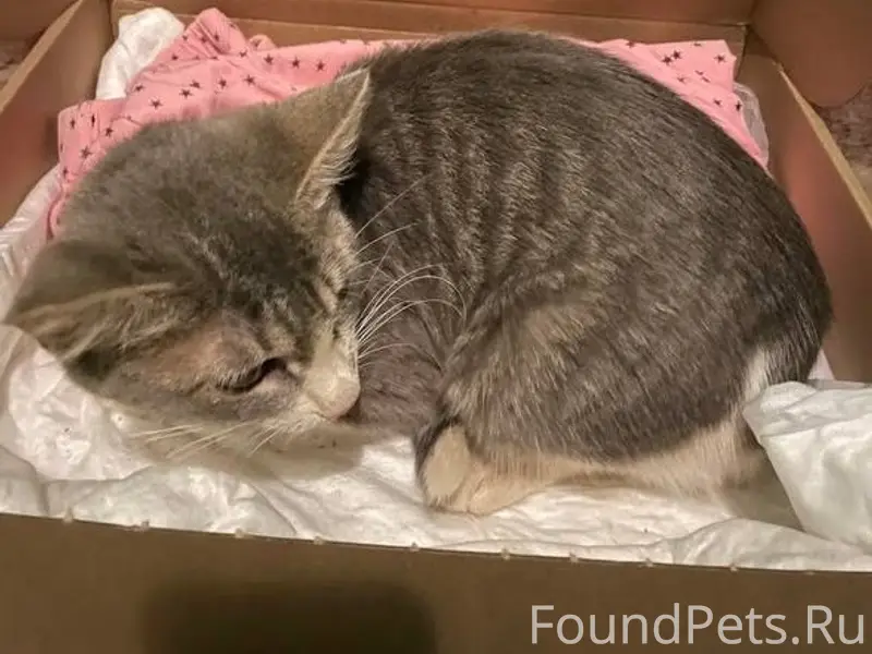 Найден котёнок, Нижний Новгород