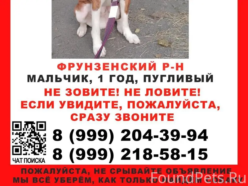 Пропал басенджи Грей, Фрунзенский район