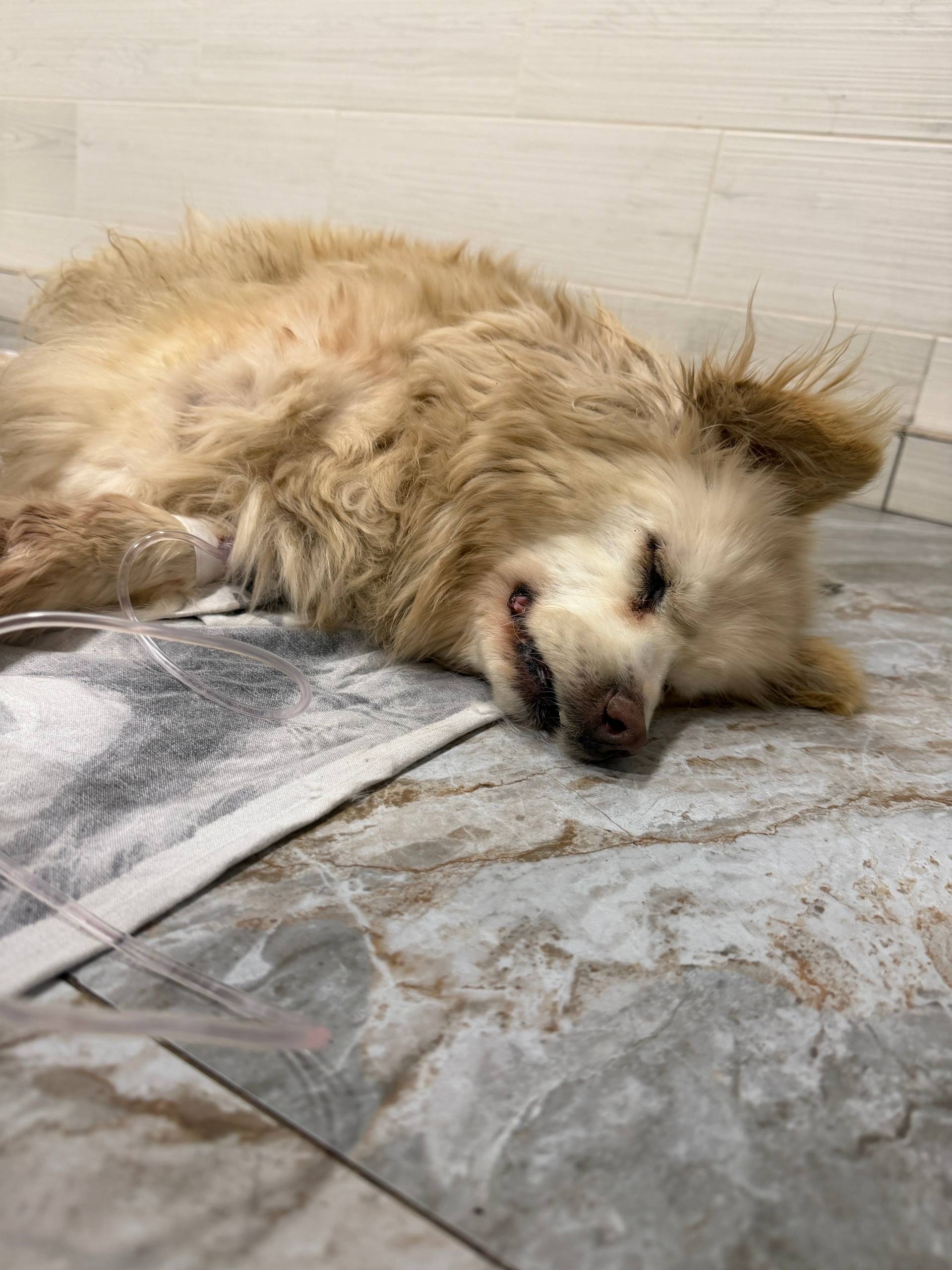 Найденна сбитая собака, Лысково