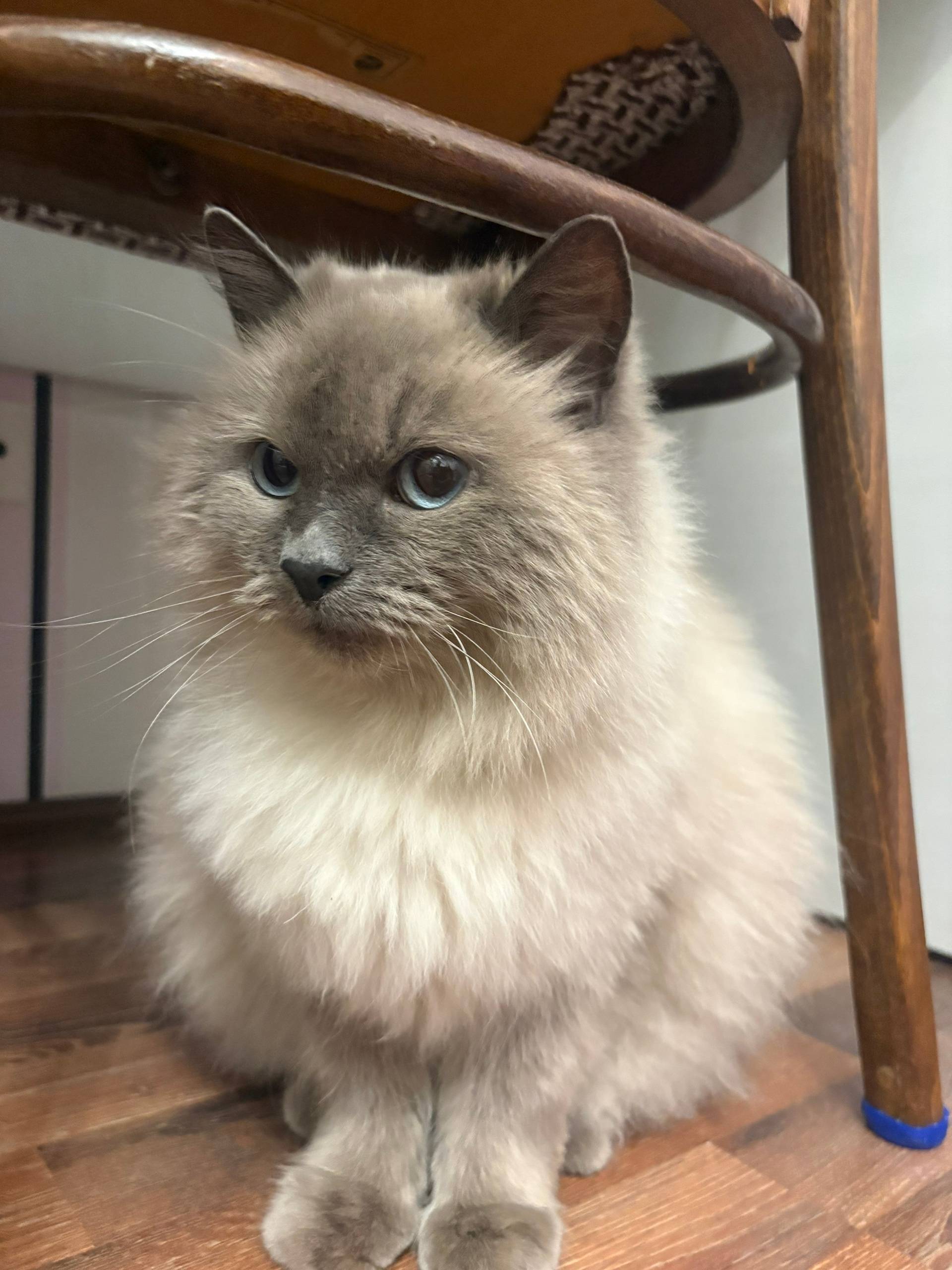 Найдена кошка, пересечение Доблести и Захарова