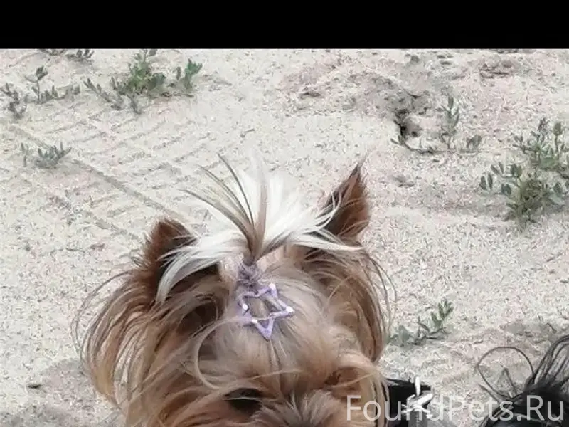 Пропала собака породы ёркширский терьер, Эсауловка