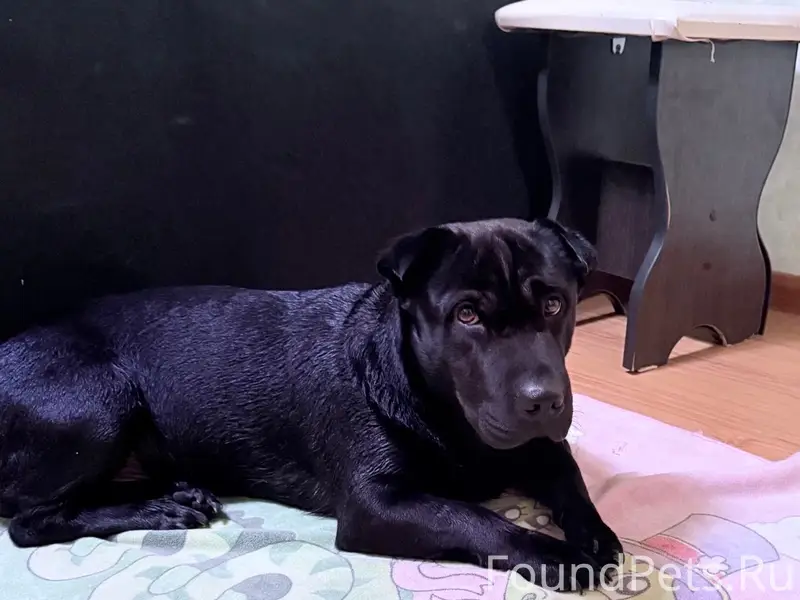 Найден чёрный щенок, Сигаева 4
