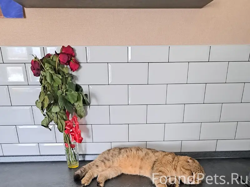 Пропал кот, район СХТ