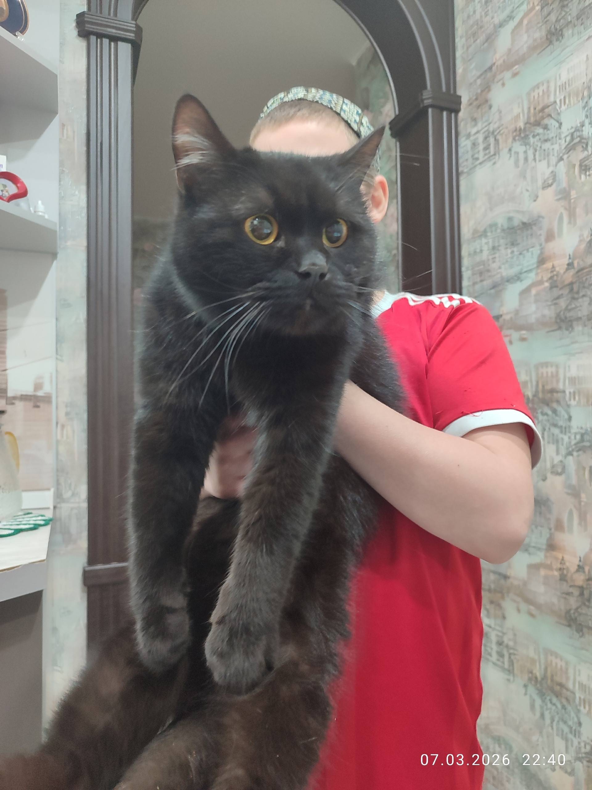 Найдена чёрная кошка, Зелёный проезд