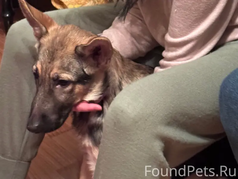 Найден пёс, м-н центральный