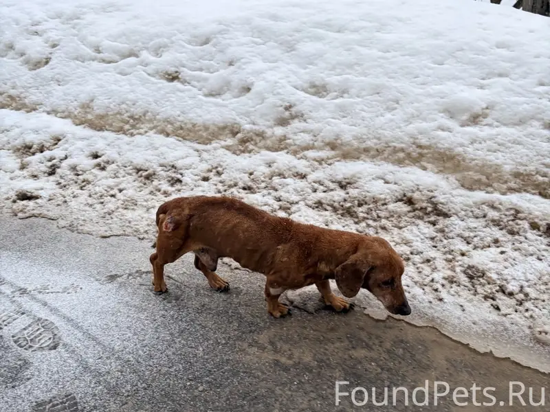 Найден пёс такса, Фрязино