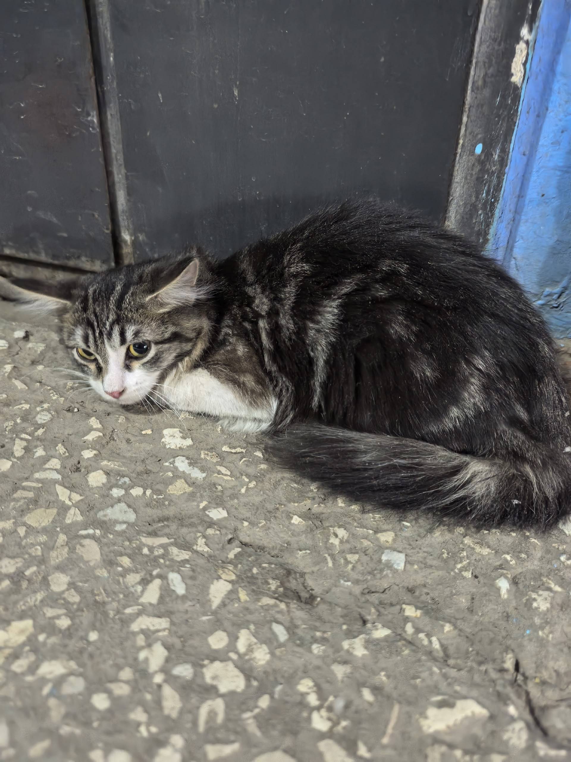 Найдена кошка, улица Владимирская, 42