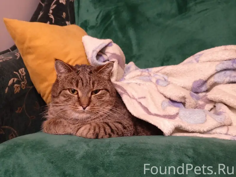 Пропал кот Вася, район рынка на жд