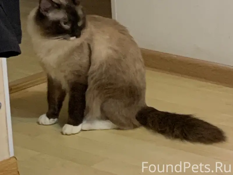 Пропал кот, Леонидовка