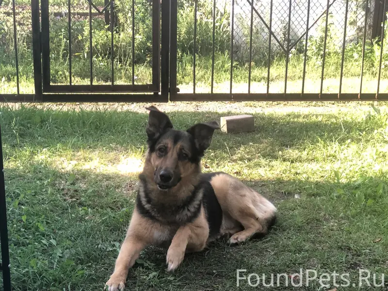 Пропал пёс Ларик, Уфа, район Шафиева — Универмаг