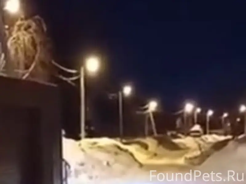 Пропала овчарка, ул. Львовская