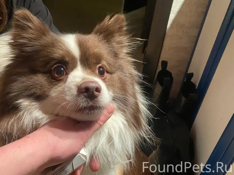 Найден пёс, район до-до пиццы