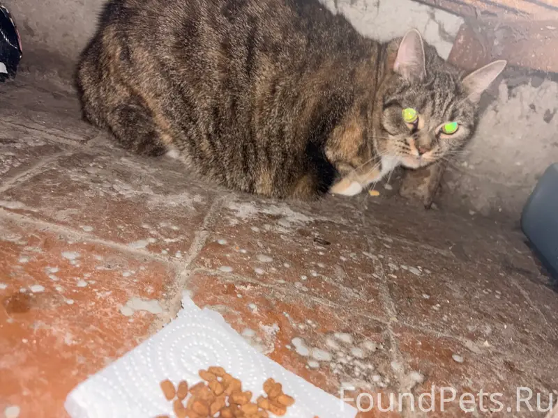 Найден трехцветный кот, Улица Героев